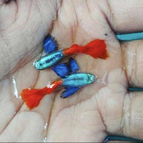 Ikan Guppy platnum Dumbo ear Grade A (PRTDe)