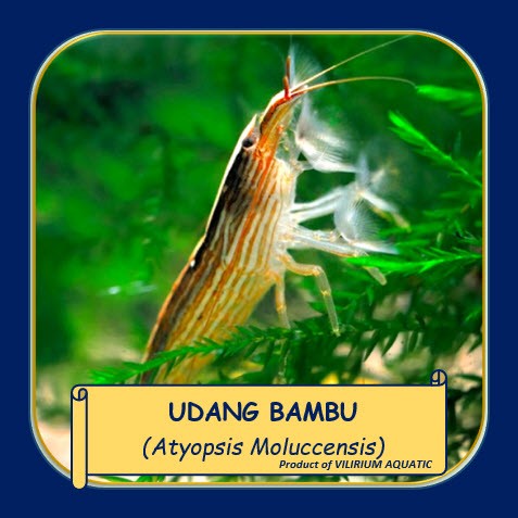 IKAN HIAS AIR TAWAR - UDANG BAMBU AQUASCAPE / BAMBOO SHRIMP / ATYOPSIS
