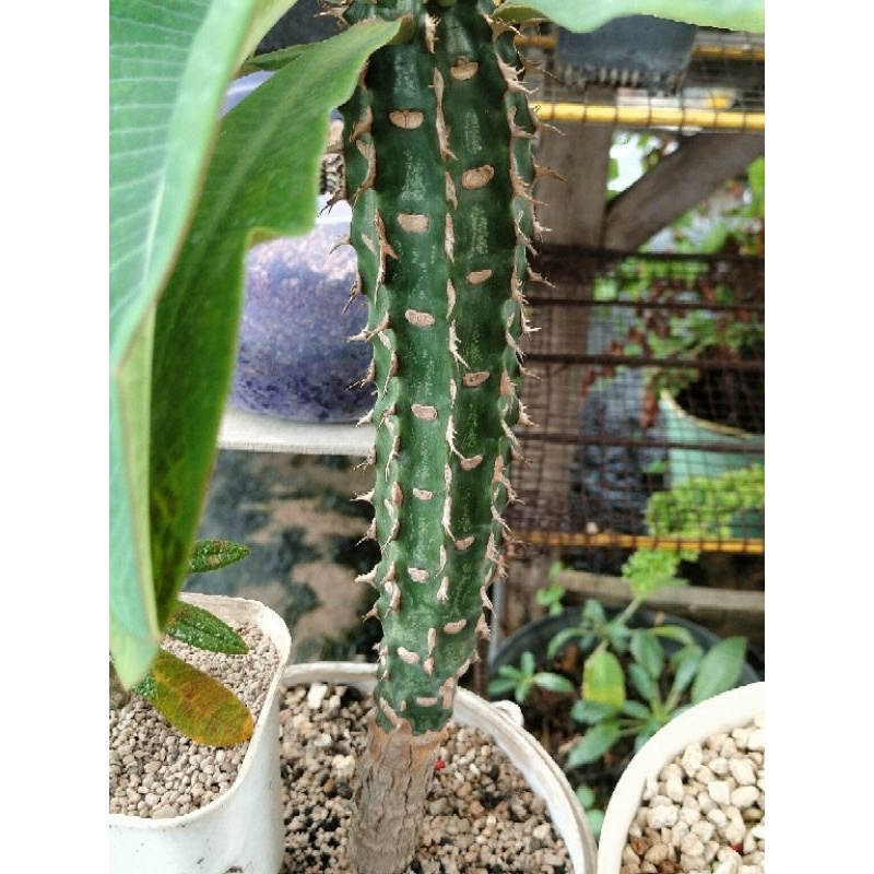 EUPHORBIA VIGUIERI JUMBO
