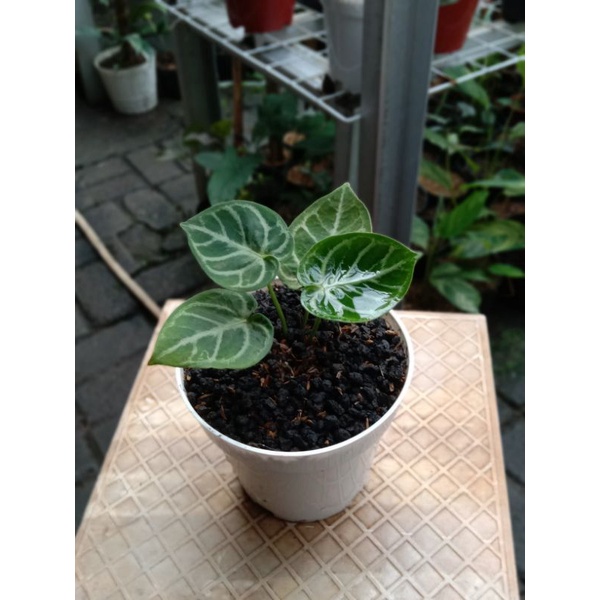 ANTHURIUM DORAYAKI MANGKOK