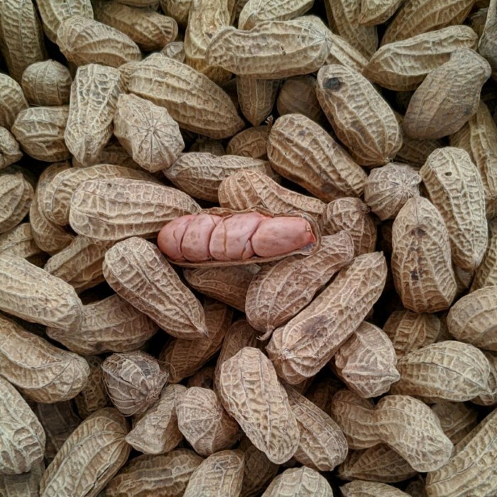 

(TopSeller) KACANG GORENG BENDO
