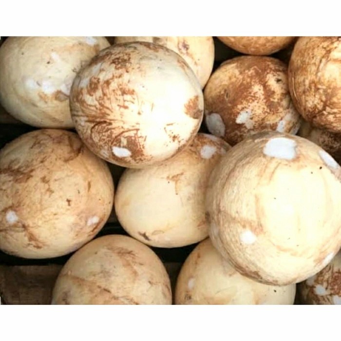 KELAPA PARUT TUA/MUDA SEGAR (1 BUTIR) - SANTAN/PEPES/RAGAM OLAHAN KUE