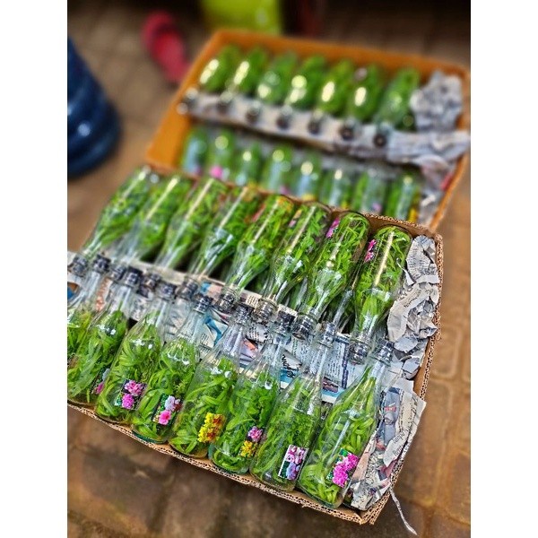 BEST ANGGREK BOTOL DENDROBIUM PAKET RANDOM ( MIX RANDOM) SIAP AKLIM SESUAI PICT BULAT& MELINTIR