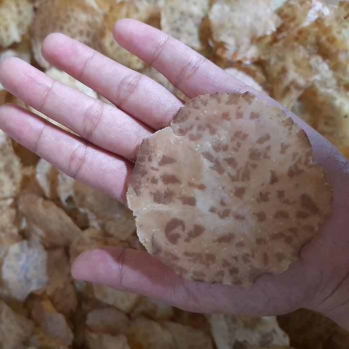 

Kerupuk Jengkol Super Ukuran yang Kecil-kecil Asli Padang 1 kg Organik[ FREE BUBLE DAN DUS] Food