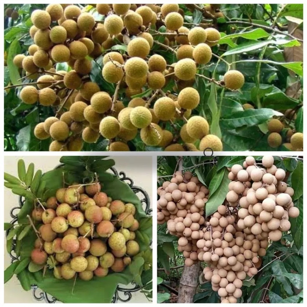 PROMO ! Boster Kelengkeng Matalada Berbuah, Boster Kelengkeng Merah Cangkok Berbuah, Boster Kelengke