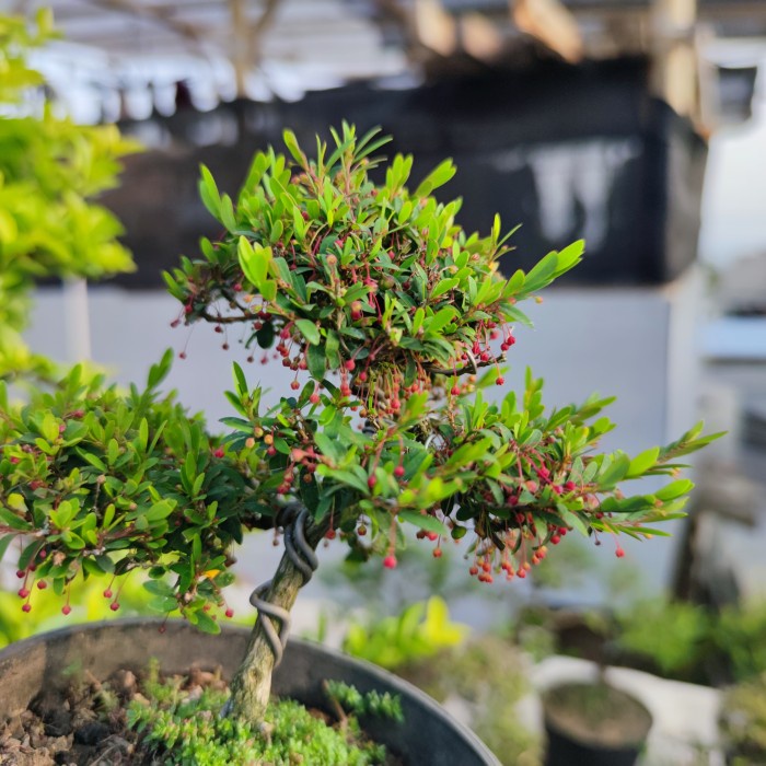Hot Sale Bonsai Mame Cendrawasih Micro Formal Karakter Sudah Jadi Original