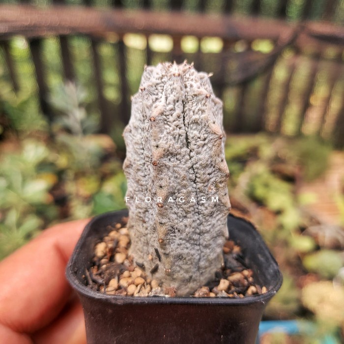 New Euphorbia Abdelkuri Original