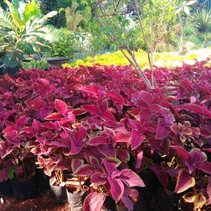 Paketan 7 Jenis Tanaman Vertical Garden - Tanaman Vertical Garden