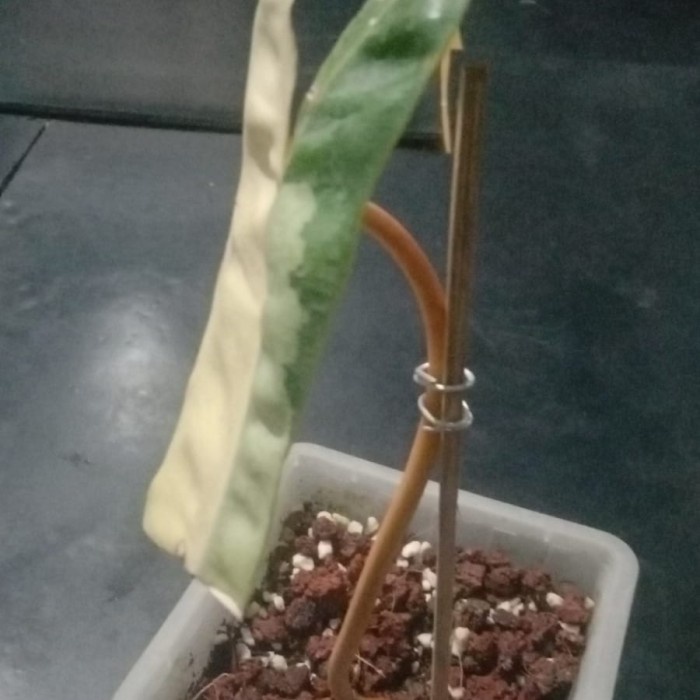 New Philodendron Billietiae Variegata Kabel Busi Var Ekonomis Daun Pancing Readyy
