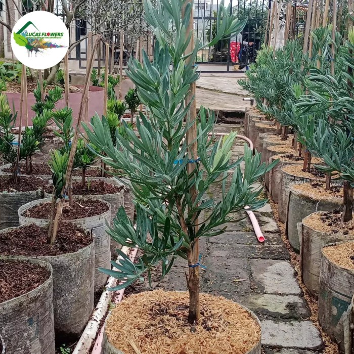 New Tanaman Hias Lohansung Blue Ice - Lohansung Silver Original