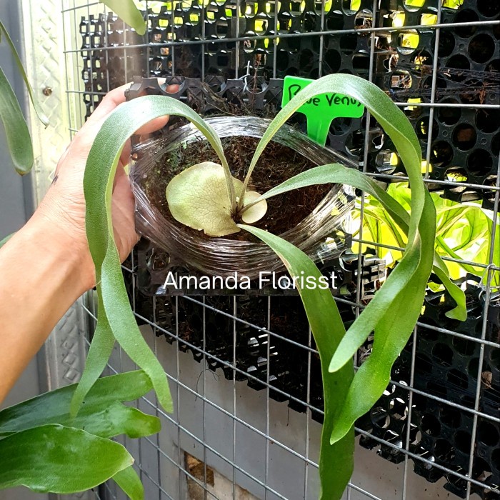 Hot Sale Platycerium Veitchii Blue Venus Sesuai Gambar Readyy