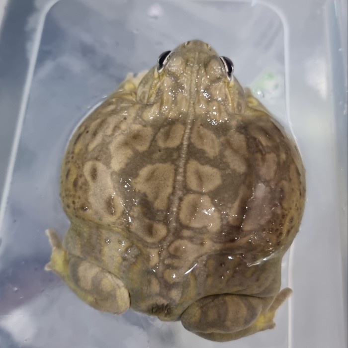 Ready PIXIE FROG atau Bullfrog