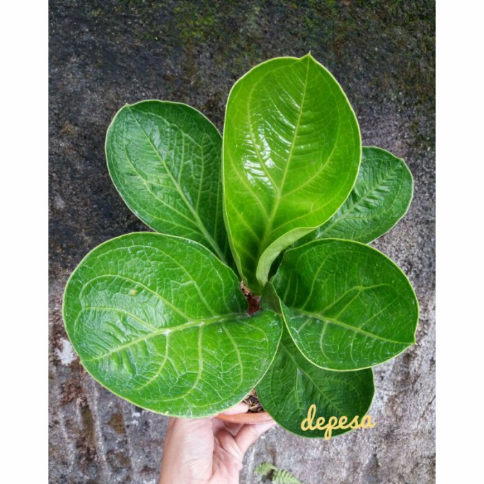 Terlaris- Anakan Anthurium Jemani Mangkok Karakter