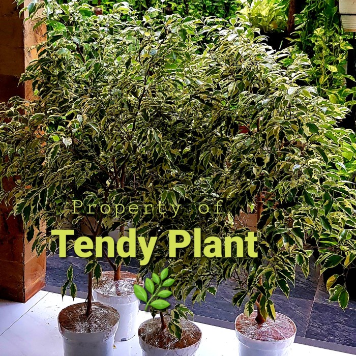 Terlaris- Ficus Benjamina Variegata,Beringin Putih +Pot Putih