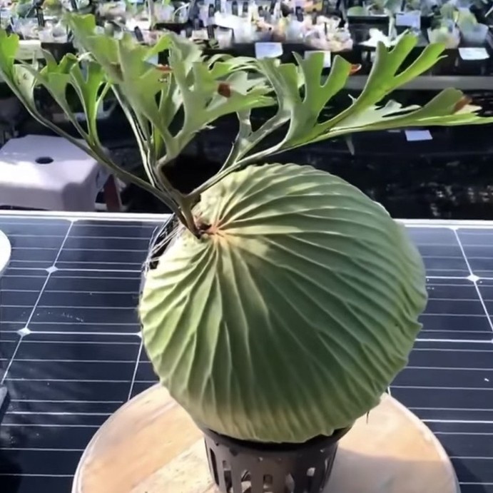 Kokedama - Ridleyi Pakis Platycerium