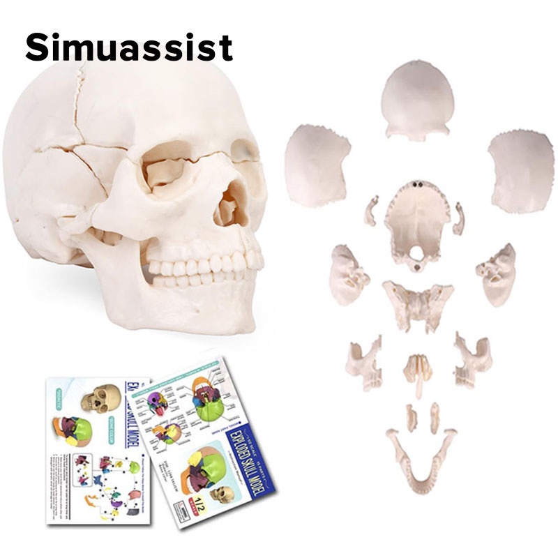 NEW 15PCS/SET 4D Disassembled White Mini Skull Anatomy Model Human Anatomy Detachable Skull Puzzle M