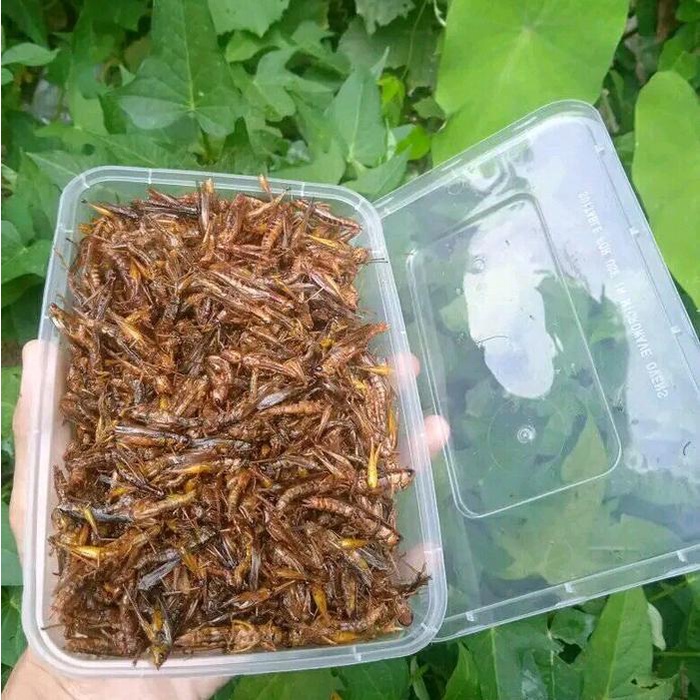 

BIG SALE belalang goreng kriuk gurih camilan lauk crispy herbal makanan ringan murah enak snack