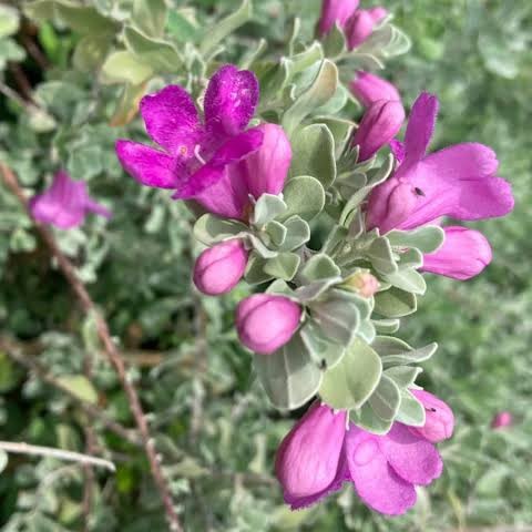 Tanaman Texas Sage Leucophyllum frutescens Texas Ranger