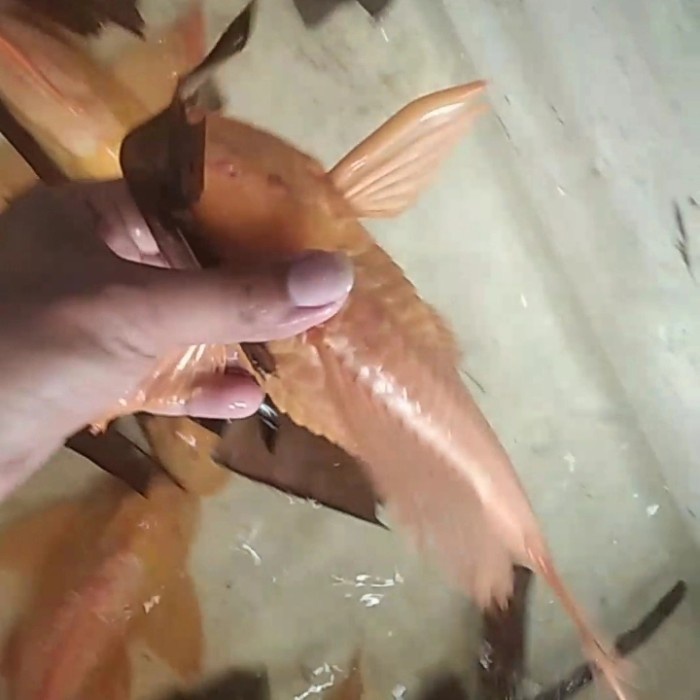 Sapu sapu Gibbiceps albino jumbo / pleco L083