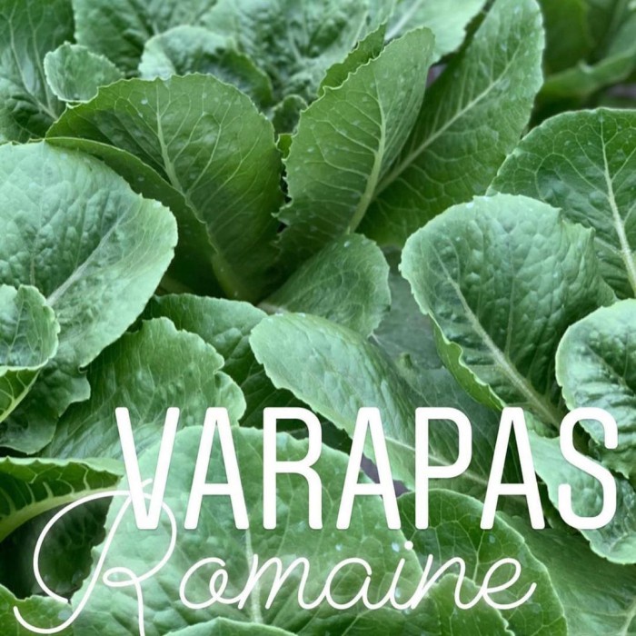 Promo Benih Lettuce Romaine Verapas Bejo Seed - Import Terlaris