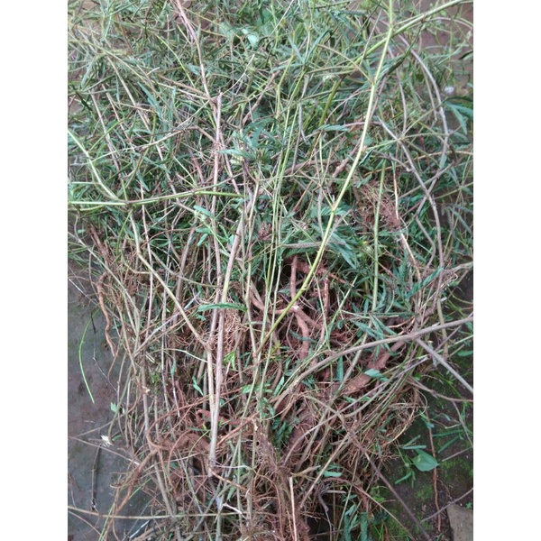 

FRESH Herbal alami Daun batang akar putri malu segar per 1kg