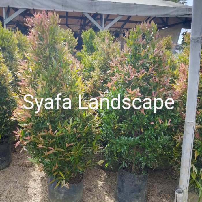 Sale Terbatas Pohon Pucuk Merah Tinggi 1,5 M Aman