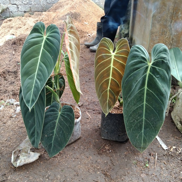 Promo Terbatas Tanaman Hias Philodendron Melanochrysum ( Besar ) Aman