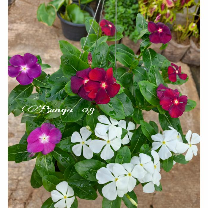 Fresh Flower Tanaman Hias Gantung Bunga Vinca Mix Colour