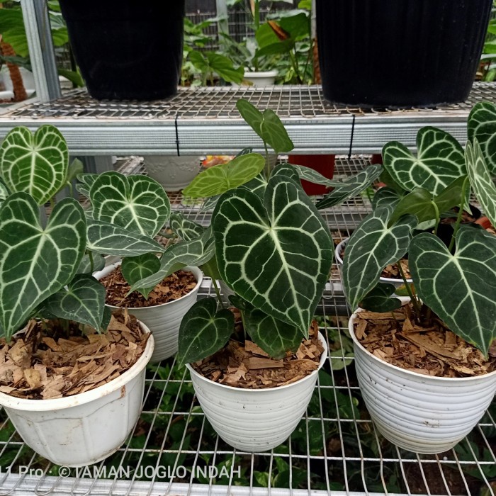 Fresh Flower Tanaman Hias Kuping Gajah Tarantula Dewasa