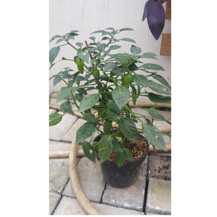 Fresh Flower Tanaman Cabe Peluru Tanaman Cabe Jalapeno