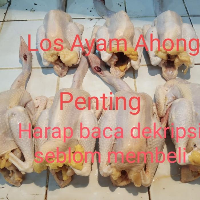

Ayam Kampung Asli Fresh Dipotong Waktu Mau Dikirim