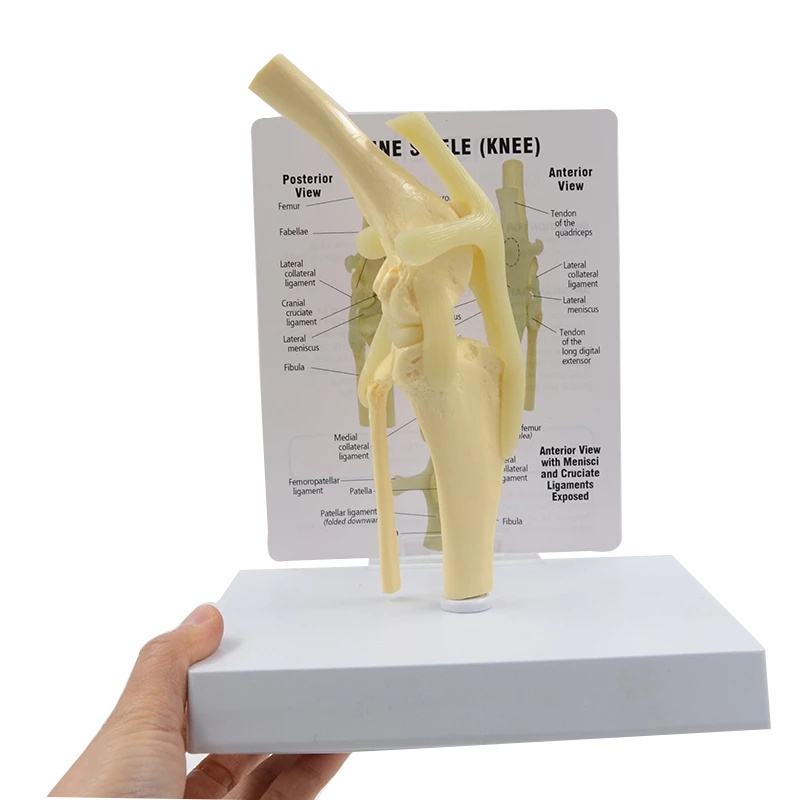 New  Life Size Canine Knee Model Dog Joint Anatomical Model With Key Card Manual Animal Skeleton Ana