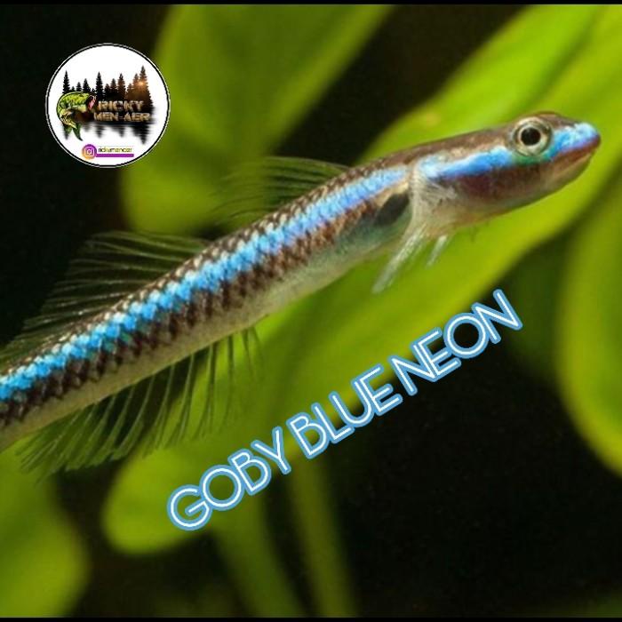 Ready GOBY BLUE NEON 10 EKOR