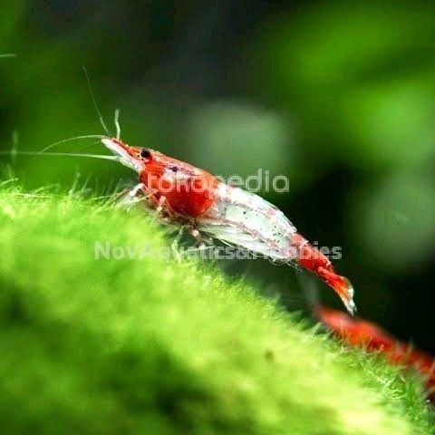 (Expert) Blue Diamond / Hiasan Udang Air Tawar / Aquascape
