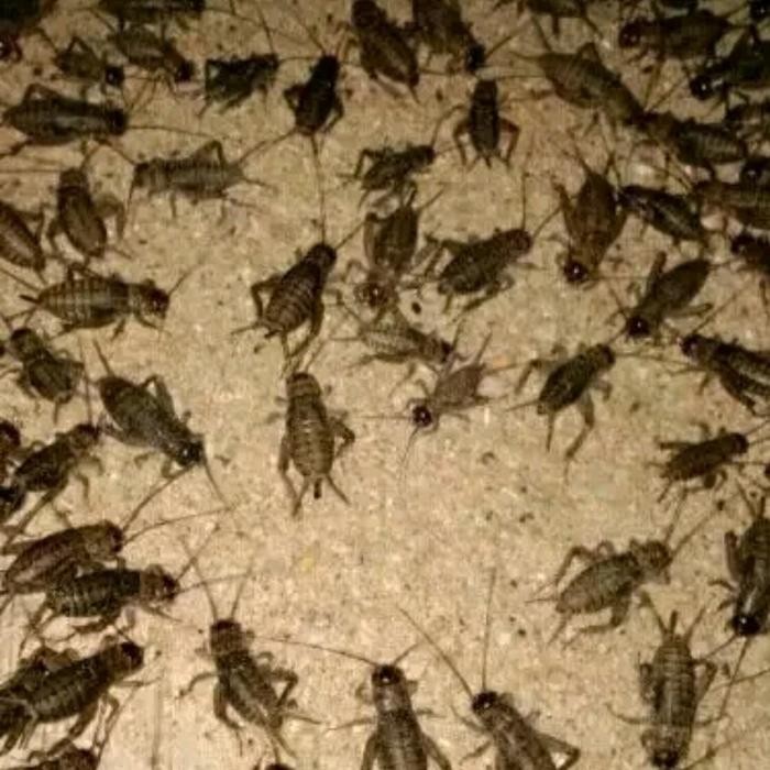 Jangkrik 1 Kilo - Jangkrik Alam - Jangkrik Genggong