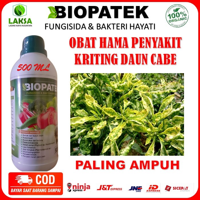 BIOPATEK OBAT HAMA KRITING DAUN CABE PALING AMPUH - BIOPATEK OBAT HAMA KRITING DAUN KUNING CABE -