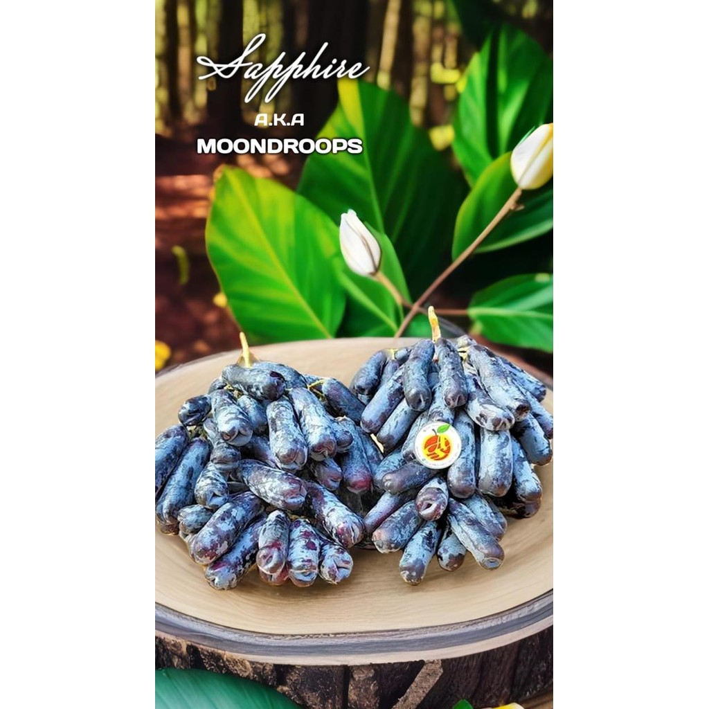 

BisaInstan- Buah anggur hitam black moondrops /100gr manis tanpa biji sapphire