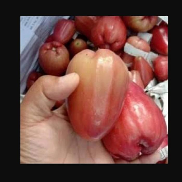 

BisaInstan- Jambu Citra Merah