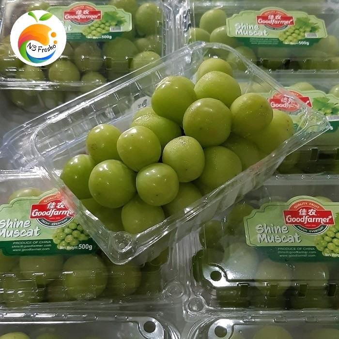 

BisaInstan- Buah Anggur Muscat Anggur Muskat Manis Segar Anggur Hijau Muscat