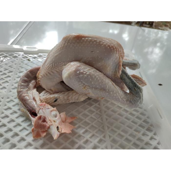 

Kirim,HariYgSama- Ayam Kampung Jumbo Fresh