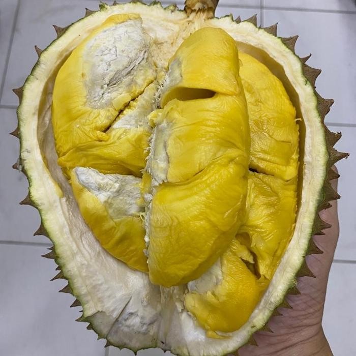 

BisaInstan- durian bawor fresh / durian bawor utuh / durian bawor