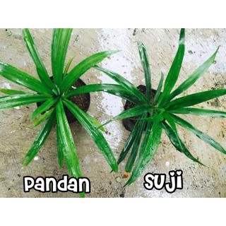 

NewZbgt- Tanaman Pandan dan Daun Suji (Paket Kue)