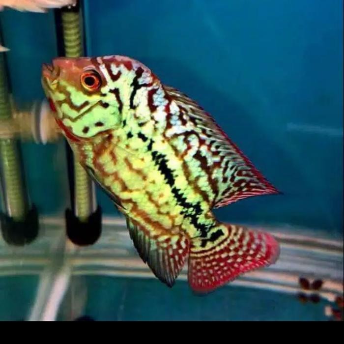 Burayak Ikan Louhan King Kamfa Import Sortiran 4 Cm