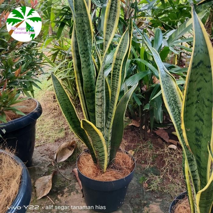 

Sensivera Pedang Pedangan. Plus Pot 25 Cm