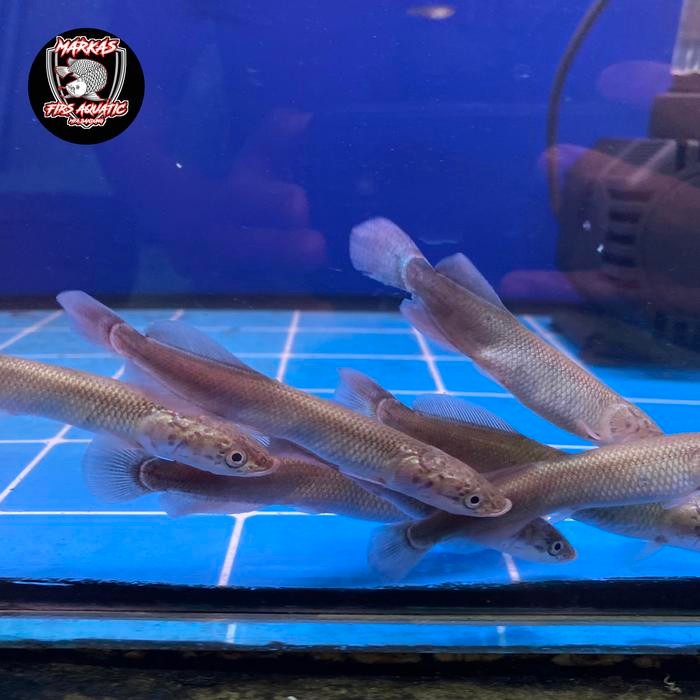 Lontong amazon piracucu