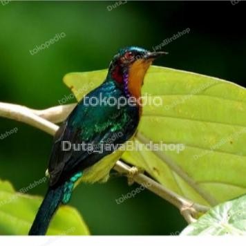 KOLIBRI WULUNG ATAU KOWUL JANTAN terbaru