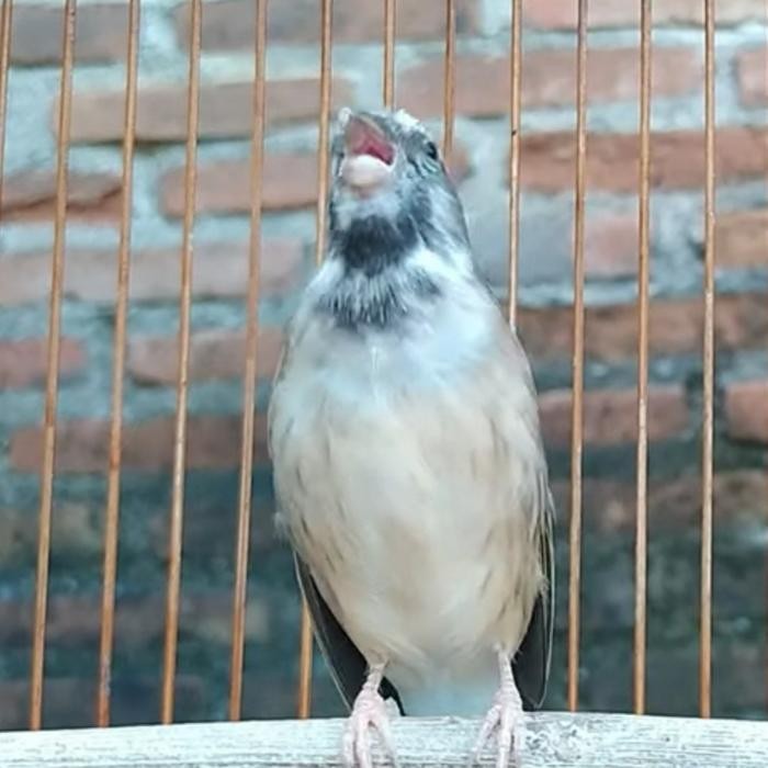 Burung Blackthroat jantan tulen desa mapan ngeroll.. terbaru