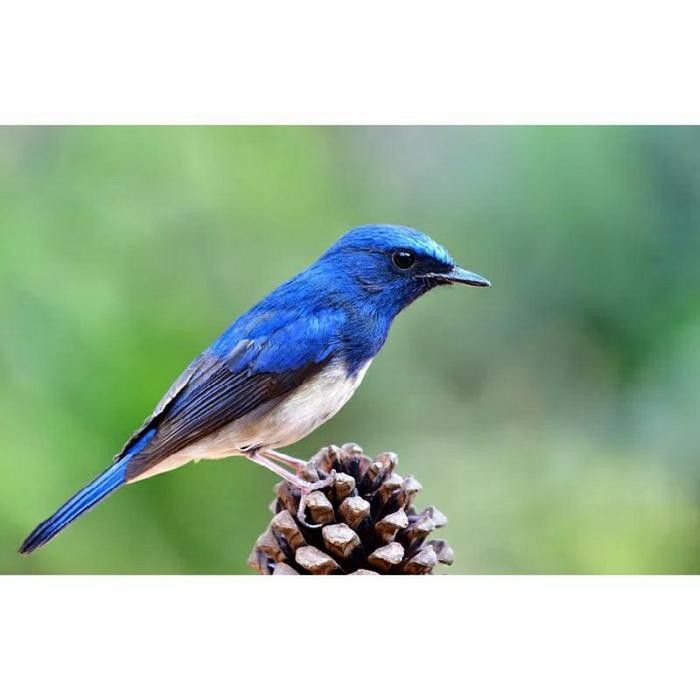 Tledekan Laut Trotol sudh mulai bunyi terbaru