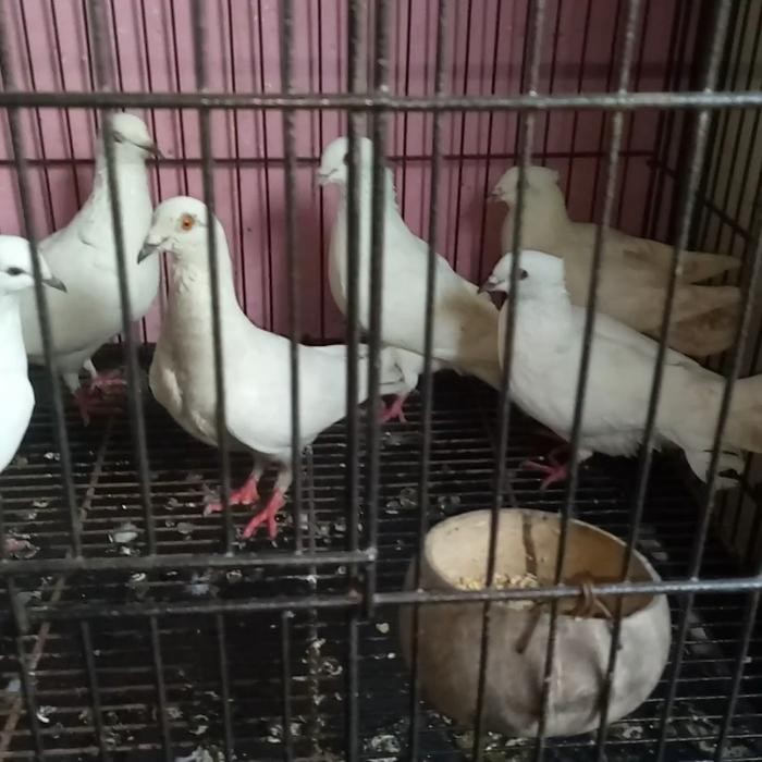 burung merpati putih polos terbaru