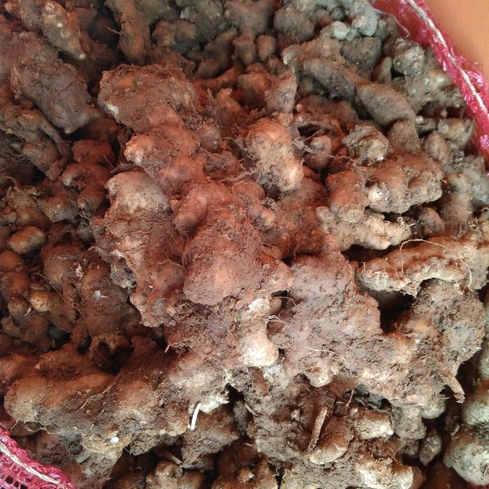 

InstanTanyadulu- JAHE EMPRIT 1KG